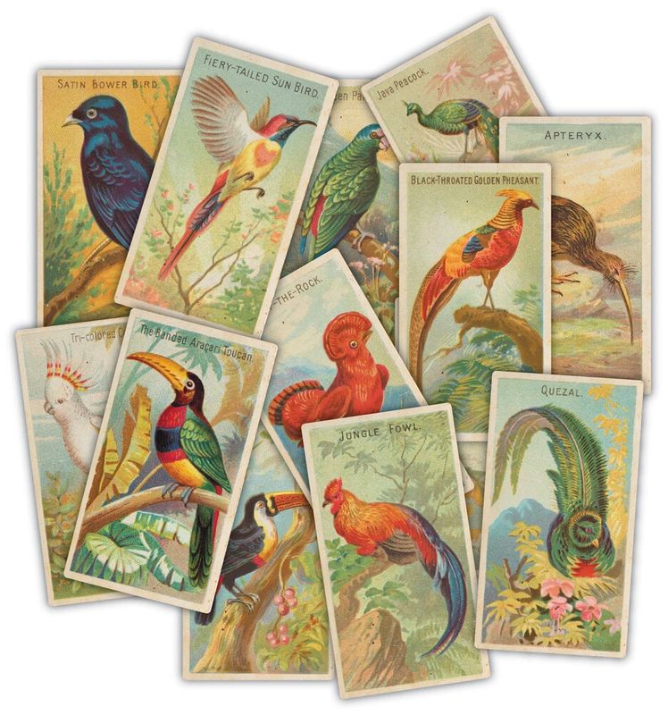 The Collector – Ephemera Birds (30 pcs) (CEEPH002)